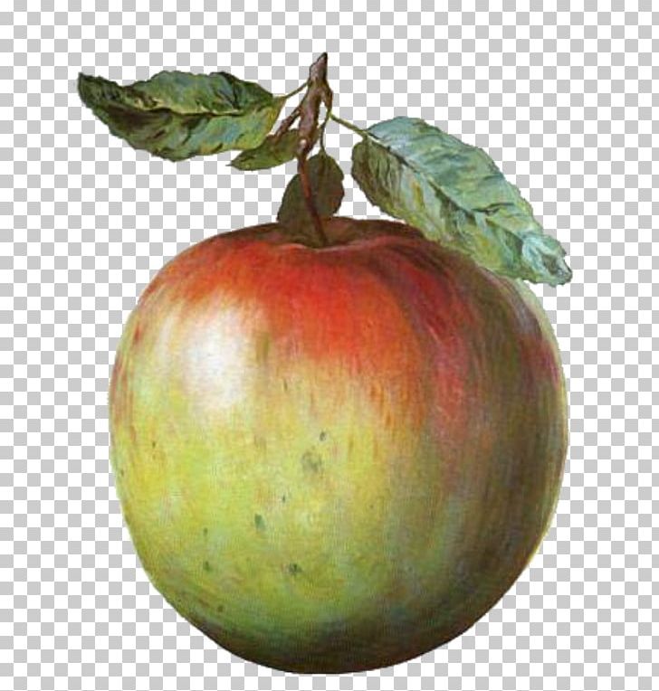 The Treachery Of S Golconda This Is Not An Apple The Son Of Man Blue Cinema PNG, Clipart, Acorn Watercolor, Apple, Art, Artist, Fine Art Free PNG Download