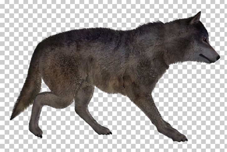 Alaskan Tundra Wolf Coyote Dog Red Wolf PNG, Clipart, Alaskan Tundra Wolf, Animal, Animals, Canis, Canis Lupus Tundrarum Free PNG Download
