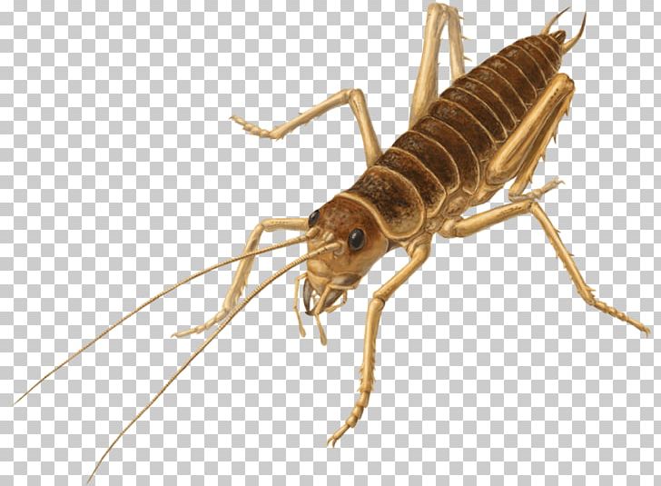 Cricket Insect Deinacrida Heteracantha Cook Strait Giant Weta PNG, Clipart, Animal, Arthropod, Cricket, Cricket Insect, Cricket Like Insect Free PNG Download