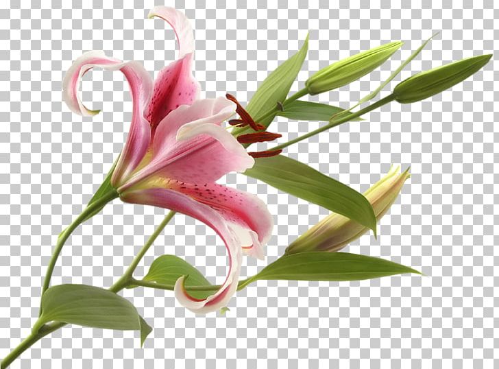 Flower Lilies Madonna Lily Bulb Calla Lily PNG, Clipart,  Free PNG Download