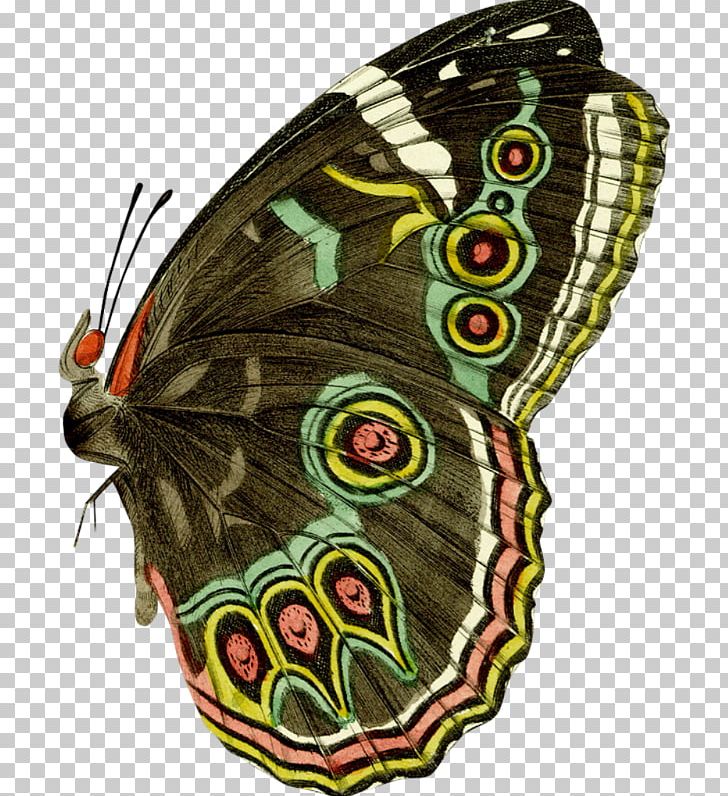 Full-Color Decorative Butterfly Illustrations Nymphalidae PNG, Clipart, Animal, Animals, Antenna, Arthropod, Beautiful Free PNG Download