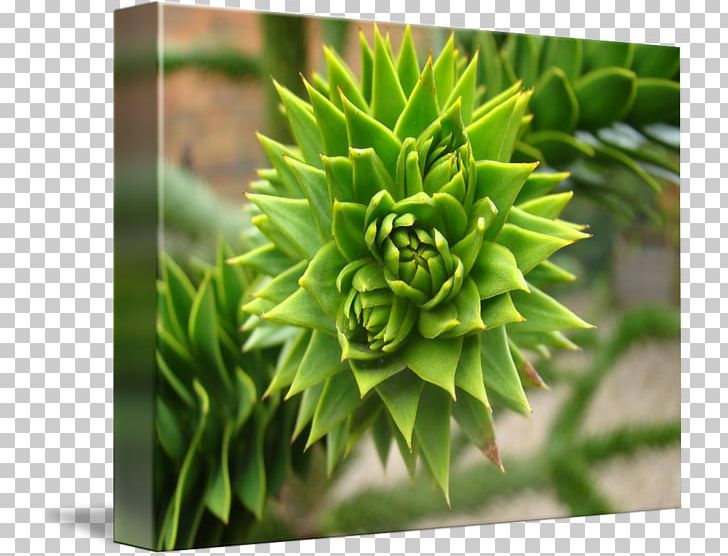 Tree Plant Flower PNG, Clipart, Evergreen, Flower, Grass, Nature, Plant Free PNG Download