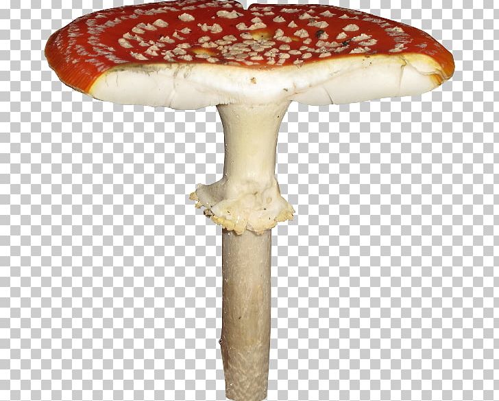 Mushroom 2403 (عدد) 2404 (عدد) Fungus PNG, Clipart, Amanita, Autumn, Crunch, Fungus, Material Free PNG Download