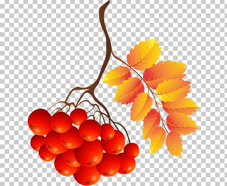 Portable Network Graphics Computer File PNG, Clipart, Autumn, Computer Network, Download, Food, Fruit Free PNG Download
