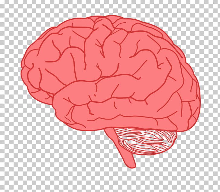 Human Brain PNG, Clipart, Brain, Diagram, Free Content, Homo Sapiens, Human Brain Free PNG Download