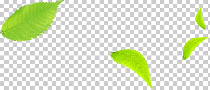 Leaf Brand PNG, Clipart, Autumn Leaves, Banana Leaves, Brand, Closeup, Computer Free PNG Download