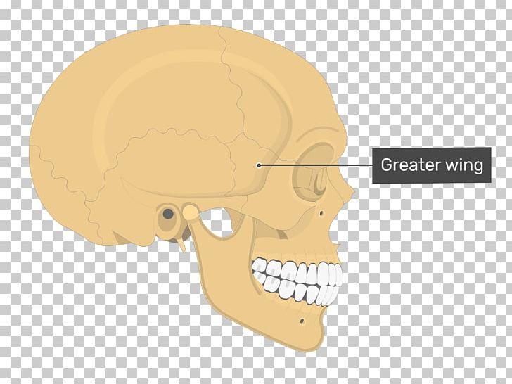 Parietal Bone Skull Anatomy Temporal Line PNG, Clipart, Anatomy, Axial Skeleton, Bone, Ear, Face Free PNG Download