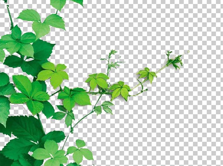 Vine Plant Raster Graphics PNG, Clipart, Background, Background Decoration, Branch, Color, Decoration Free PNG Download