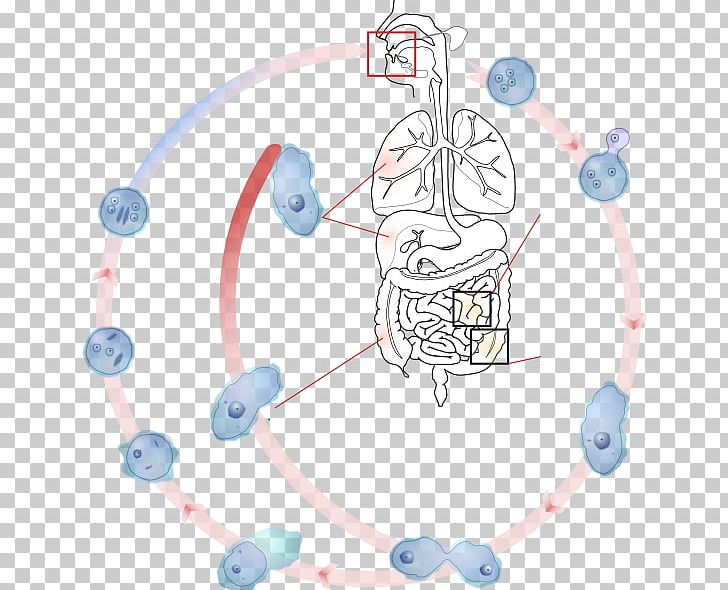 Entamoeba Histolytica Entamoeba Gingivalis Amoebiasis Infection Parasitic Disease PNG, Clipart, Amoeba, Amoebiasis, Blue, Body Jewelry, Circle Free PNG Download