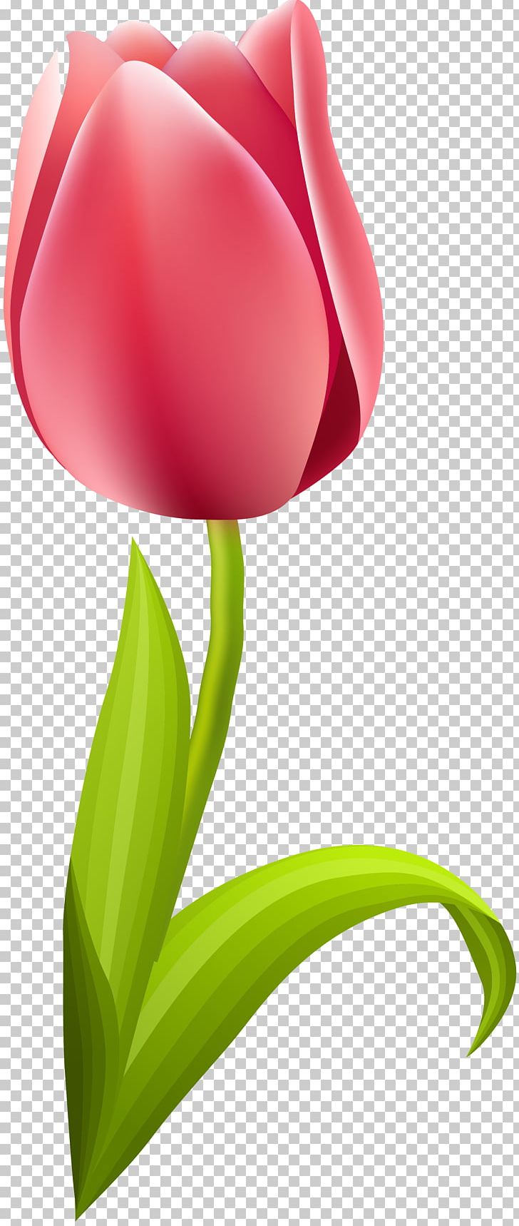 Flowering Plant Tulip Liliaceae Petal PNG, Clipart, Computer, Computer Wallpaper, Desktop Wallpaper, Flower, Flowering Plant Free PNG Download