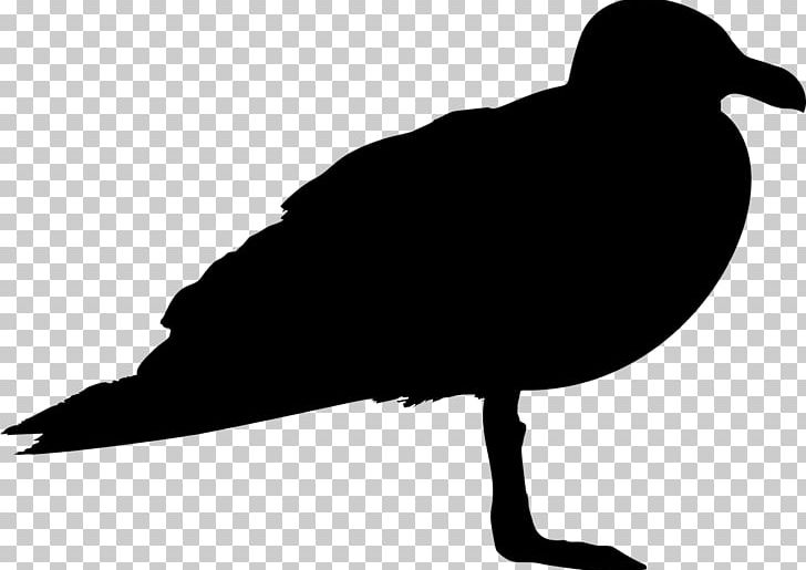 Gulls Bird Silhouette PNG, Clipart, Animals, Beak, Bird, Black And White, Drawing Free PNG Download