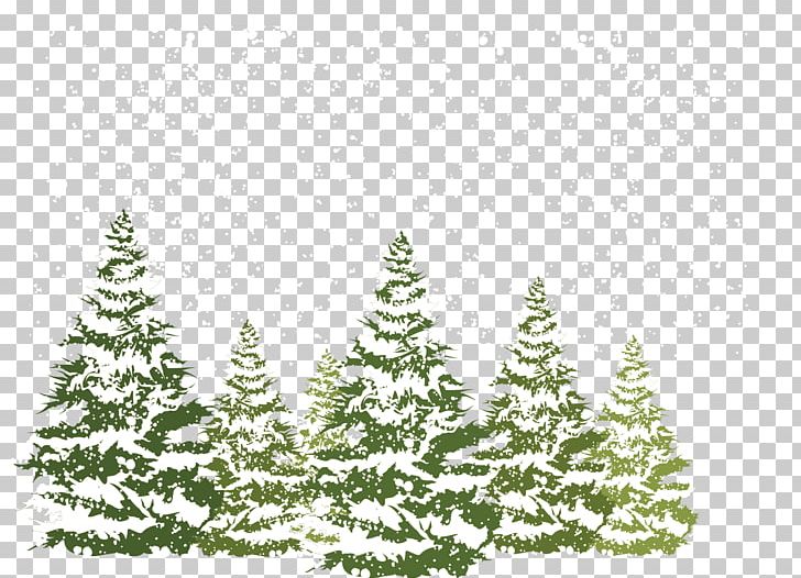 Pine Fir Spruce Snow PNG, Clipart, Christmas Decoration, Christmas Ornament, Christmas Tree, Conifer, Decor Free PNG Download