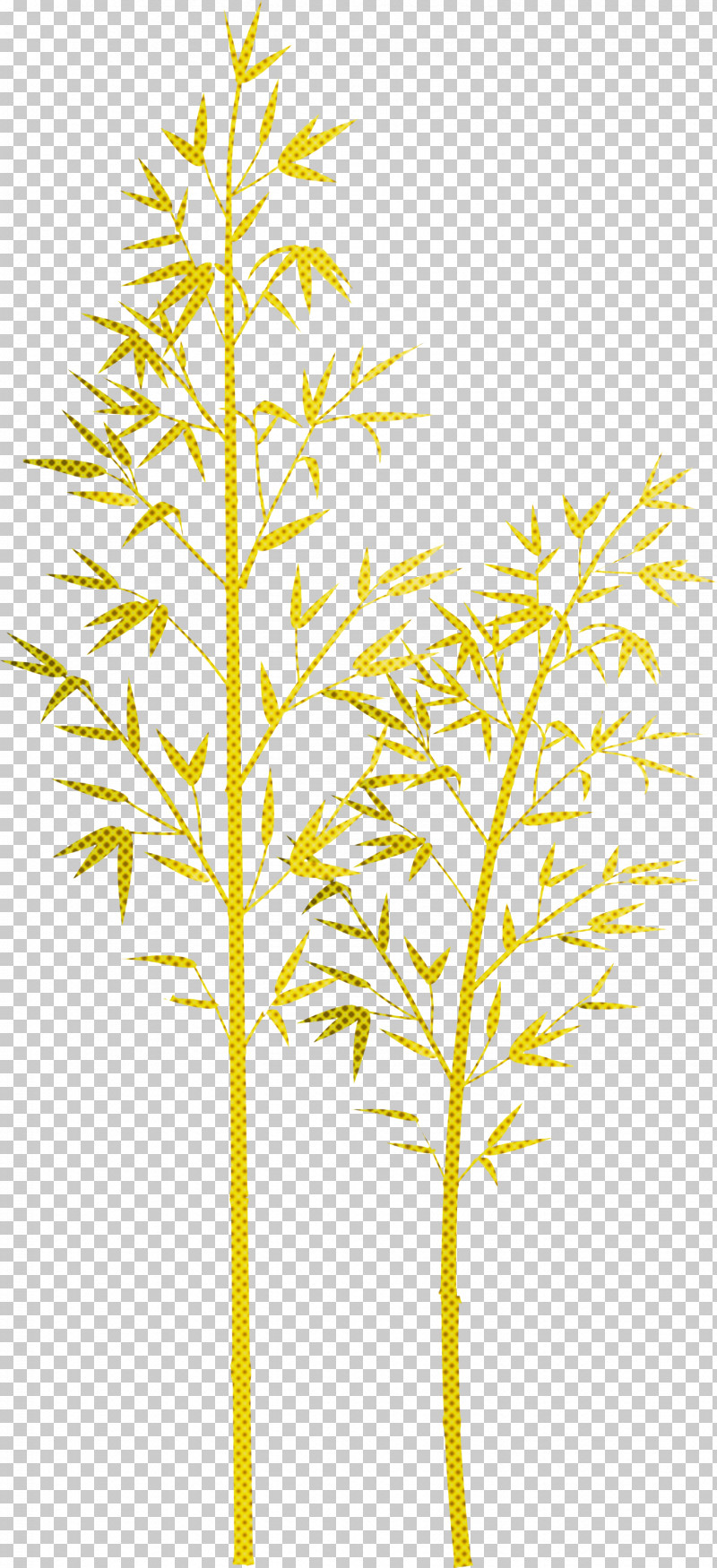 Bamboo Leaf PNG, Clipart, Bamboo, Flower, Grass, Grass Family, Leaf Free PNG Download