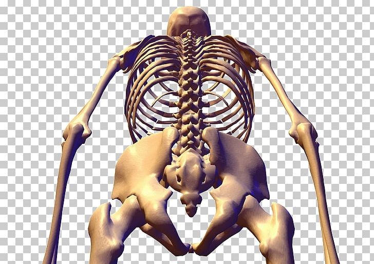 Human Skeleton Bone Anatomy Pelvis PNG, Clipart, Bone, Chest, Dog Shit And Human Shit Is Xxx, Exo Skeleton, Fantasy Free PNG Download