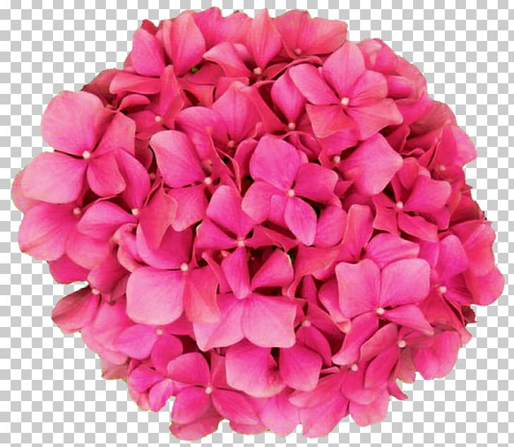 Hydrangea Pink Portable Network Graphics PNG, Clipart, Blue, Cut Flowers, Flower, Flowering Plant, Hydrangea Free PNG Download