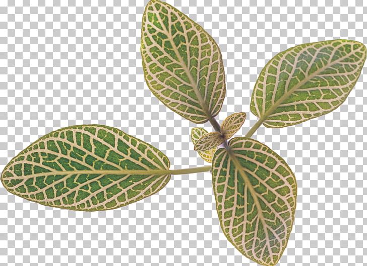 Leaf Bladnerv Plant Information PNG, Clipart, Bladnerv, Computer Icons, Data, Ejaculation, Greenery Free PNG Download