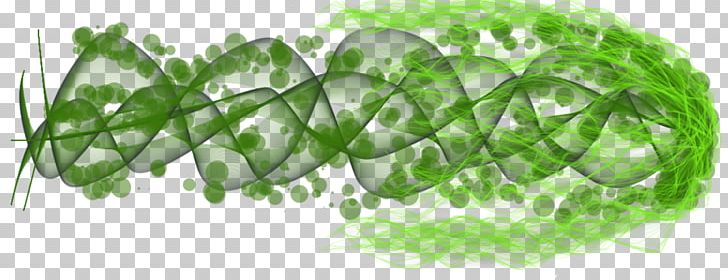 Leaf Vegetable Green Grasses Tree PNG, Clipart, Food, Fruit, Grass, Grasses, Grass Family Free PNG Download