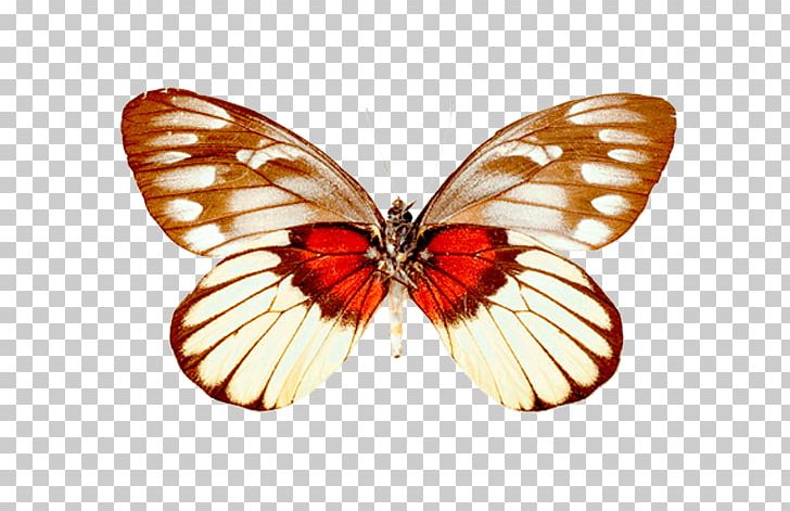 Monarch Butterfly Pieridae Moth Gossamer-winged Butterflies PNG, Clipart, Arthropod, Brush Footed Butterfly, Butterfly, Gift, Insect Free PNG Download