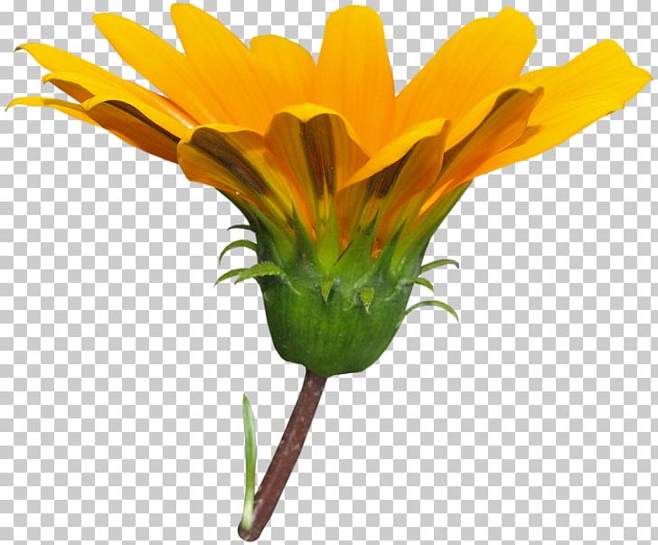 Cut Flowers Dandelion Plant Stem PNG, Clipart, Common Daisy, Cut Flowers, Daisy Family, Dandelion, Euclidean Flower Free PNG Download