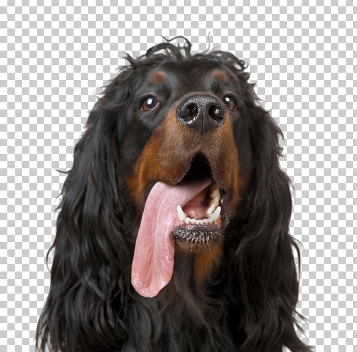 Gordon Setter Afghan Hound Stock Photography PNG, Clipart, Alamy, Animal, Animals, Anime Character, Anime Girl Free PNG Download