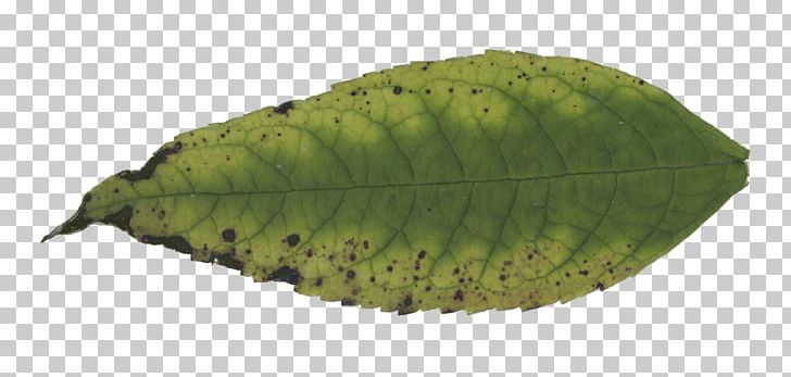 Leaf Plant Pathology Navigation 17 September PNG, Clipart, 17 September, Download, Leaf, Navigation, Organism Free PNG Download