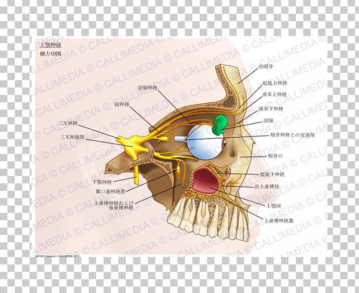 Maxillary Nerve Pterygopalatine Fossa Pterygopalatine Ganglion PNG, Clipart, Anatomy, Cranial Nerves, Diagram, Ear, Maxillary Nerve Free PNG Download