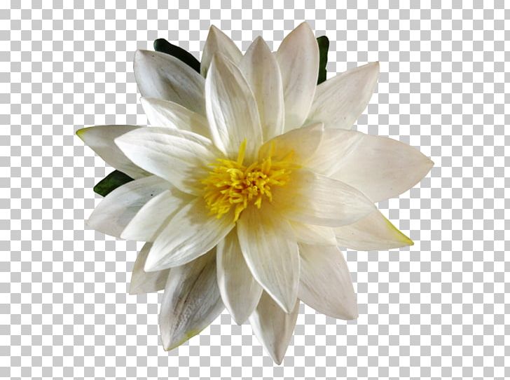 Artificial Flower Lilium Plant Petal PNG, Clipart, Artificial Flower, Bud, Dahlia, Daisy Family, Flower Free PNG Download
