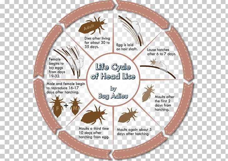 Head Louse Head Lice Infestation Scalp Insect PNG, Clipart, Animals, Biological Life Cycle, Child, Circle, Comb Free PNG Download