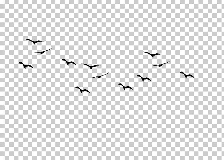 Bird Flight Swallow Silhouette Bird Flight PNG, Clipart, Animal Migration, Animals, Beak, Bird, Bird Flight Free PNG Download
