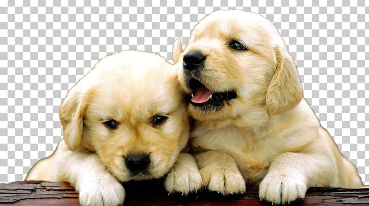 Golden Retriever Labrador Retriever Puppy Beagle Dobermann PNG, Clipart, Animal, Animals, Carnivoran, Companion Dog, Cuteness Free PNG Download