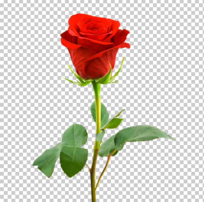 Garden Roses PNG, Clipart, Artificial Flower, Bud, China Rose, Cut Flowers, Floribunda Free PNG Download
