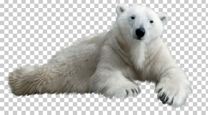 Polar Bear Brown Bear PNG, Clipart, Animal, Animals, Anime Eyes, Bear, Blue Eyes Free PNG Download