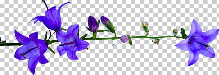 Flower Plant Stem PNG, Clipart, Anode, Author, Bellflower Family, Bells, Blog Free PNG Download
