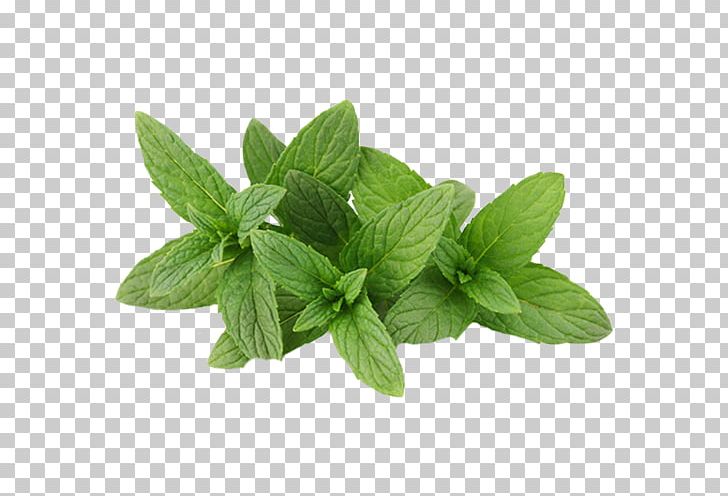 Food Powder Mentha Spicata Spice Water Mint PNG, Clipart, Aroma, Basil, Blond, Food, Garlic Powder Free PNG Download