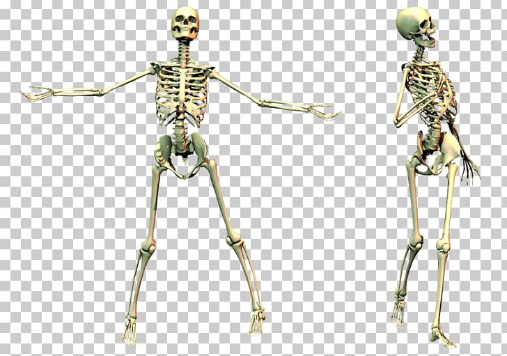 Human Skeleton Skull PNG, Clipart, Alcool, Away, Best, Bone, Burma Free PNG Download