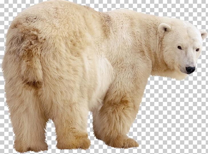 Polar Bear Stock Photography Kodiak Bear Giant Panda Grizzly Bear PNG, Clipart, Animals, Bear, Bears, Brown Bear, Can Stock Photo Free PNG Download