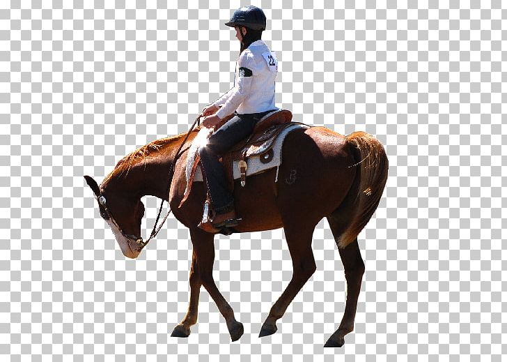 American Quarter Horse Andalusian Horse Stallion Equestrian Western Pleasure PNG, Clipart, Andalusian Horse, Animal Sports, Bit, Equestrian, Equestrianism Free PNG Download