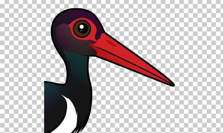 Beak Bird Ibis Black Stork PNG, Clipart, Animals, Beak, Bird, Black, Black Stork Free PNG Download