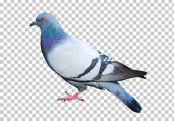 Columbidae Domestic Pigeon PNG, Clipart, Beak, Bird, Columbidae, Columbiformes, Computer Icons Free PNG Download