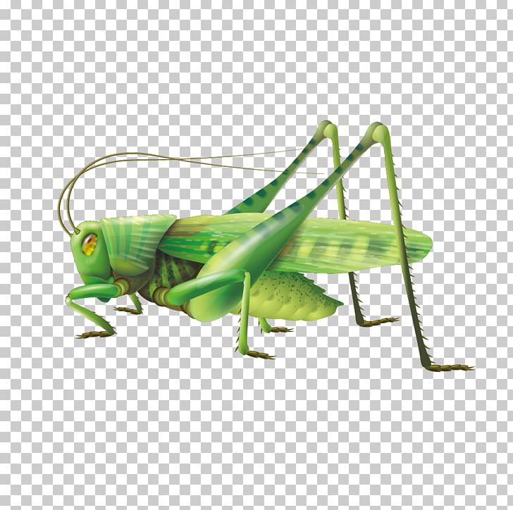Grasshopper PNG, Clipart, Background Green, Cartoon, Cricket, Cricket Like Insect, Education Free PNG Download