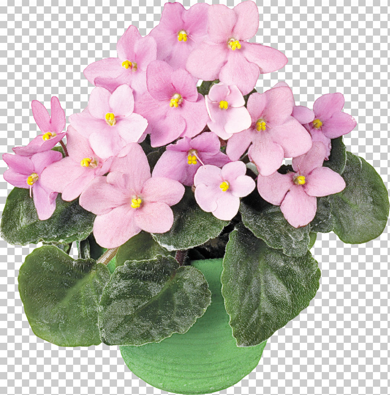 Violet Houseplant Happiness Surprise PNG, Clipart, Astrology, Daytime, Flower, Flowerpot, Gift Free PNG Download