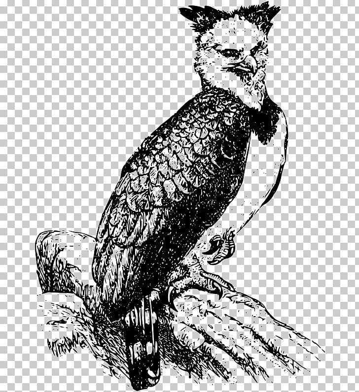 Bald Eagle Harpy Eagle PNG, Clipart, Animals, Art, Bald Eagle, Beak, Bird Free PNG Download