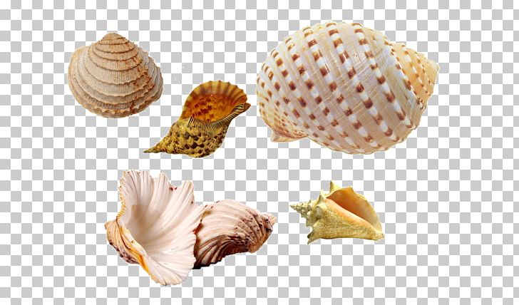 Cockle Seashell Conchology Sea Snail PNG, Clipart, 21 August, Animals, Binoculars, Clam, Clams Oysters Mussels And Scallops Free PNG Download