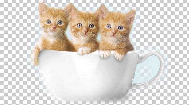 Kitten Puppy Ragdoll Hamster Cuteness PNG, Clipart, Animal, Animals, Carnivoran, Cat, Cat Breed Free PNG Download