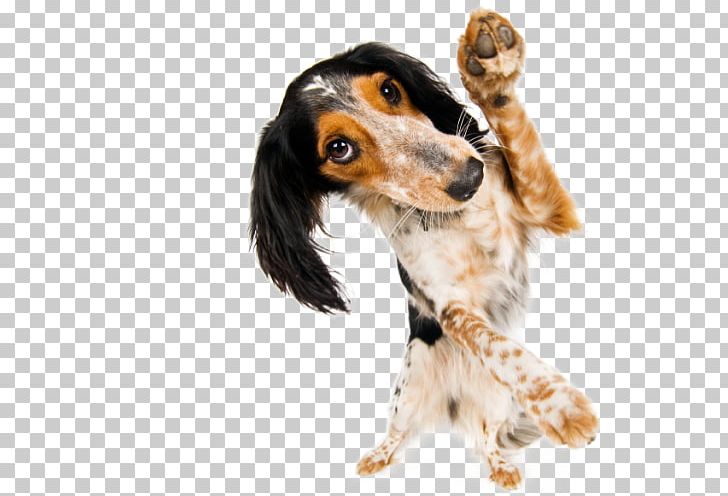 Puppy Jack Russell Terrier Stock Photography Dog Training Veterinarian PNG, Clipart, Carnivoran, Companion Dog, Cuteness, Dog, Dog Agility Free PNG Download