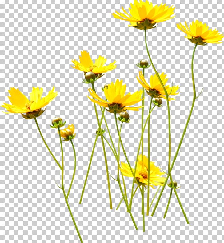 Flower Yellow PNG, Clipart, Annual Plant, Chamaemelum Nobile, Chrysanthemum, Chrysanths, Common Sunflower Free PNG Download