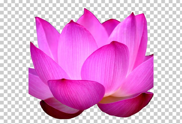 Lakshmi Sacred Lotus Portable Network Graphics Water Lilies Egyptian Lotus PNG, Clipart, Actor, Aquatic Plant, Closeup, Desktop Wallpaper, Drawing Free PNG Download