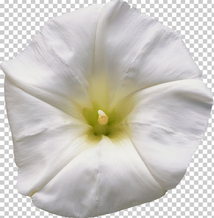 Man-hater Morning Glory Tropical White Morning-glory Solanales Mallows PNG, Clipart, Book, Family, Flower, Flowering Plant, Keychain Access Free PNG Download