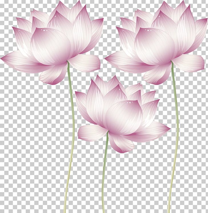 Nelumbo Nucifera Lotus Cars Proteales Suncatcher Tsukuyomi-no-Mikoto PNG, Clipart, Aquatic Plant, Aquatic Plants, Blog, Crystal Healing, Cut Flowers Free PNG Download