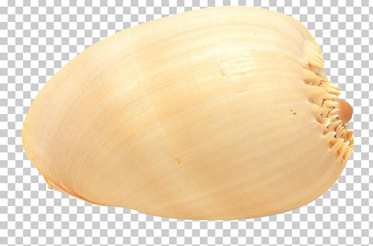 Cockle Conchology Veneroida Scallop Seashell PNG, Clipart, Att, Attraction Icon, Attractive, Clam, Clams Oysters Mussels And Scallops Free PNG Download